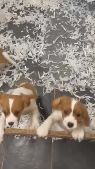 Too Quality Cavalier Puppies in West Lancashire