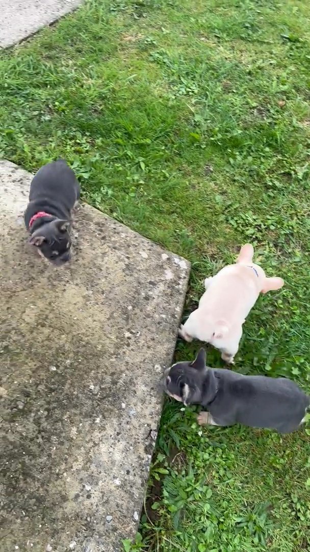 Perfect French Bulldog Puppies Available Now in London