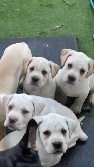 Cane Corso Pups!! in Birmingham