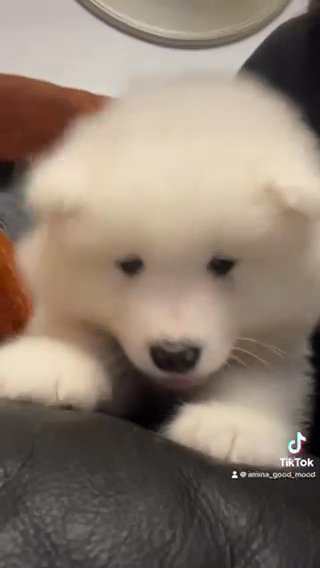 READY TO LEAVE Now KC registered Pedigree Samoyed Puppies Male And Female in Nottingham