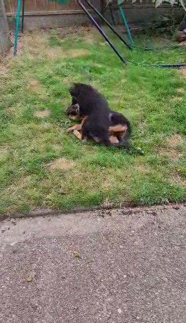 Pure Breed German Shepherd Puppies in London