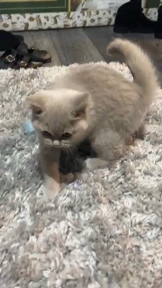 Lilac British Shorthair in London