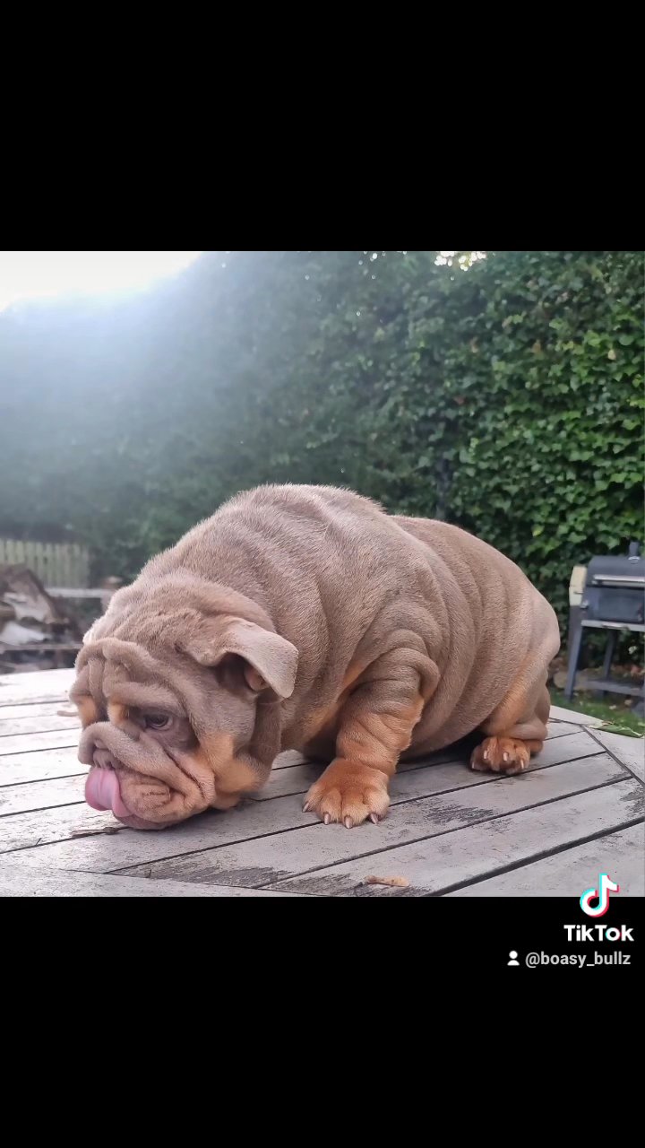 Mr Muscle female English bulldog in Leeds