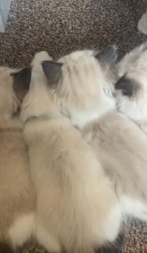 Blue Bi Colors Ragdoll Kittens in Coventry