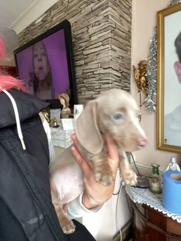 Isabella And Tan Minature Dachshund in Bradford