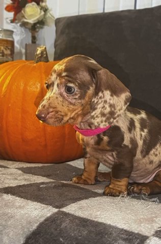 Miniature Dachshunds in Manchester