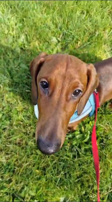 5 Month Old Smooth Dachshund in Purbeck