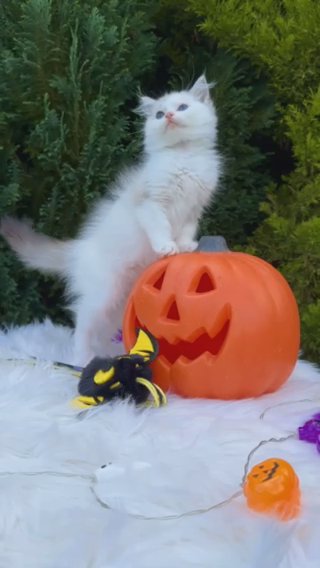 LAST KITTEN • SEAL TABBY BICOLOUR GIRL • PEARLDOLLS GISELLE in Lincoln