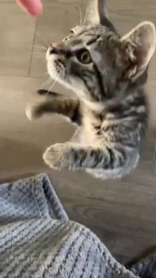 Kittens For Sale in Huntingdonshire