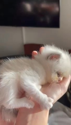 Bicolour ragdoll kittens in Solihull