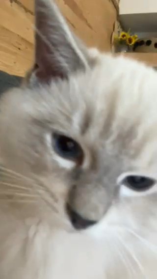 Ragdoll in Coventry