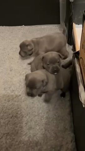 Chunky Blue Staffy Females in London
