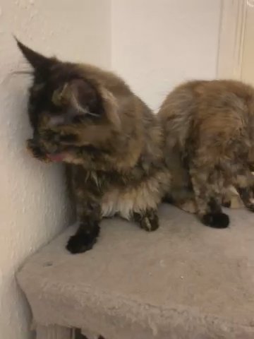 2 Tabby Females Xxl Polydactl in Gloucester