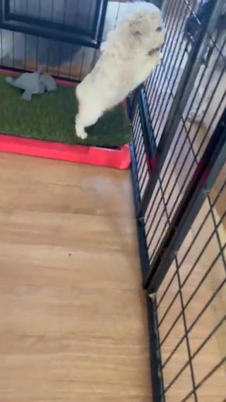 Fluffy Frenchie in Hastings