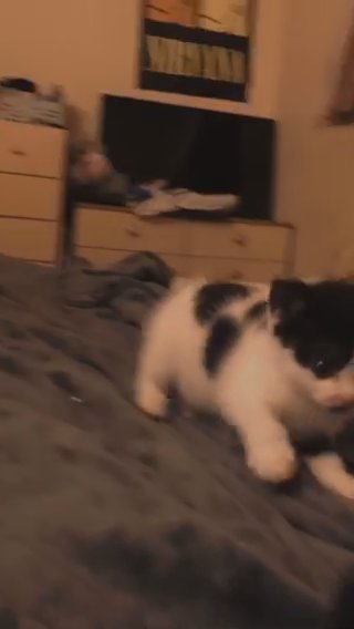 Two Baby Kittens in Kent
