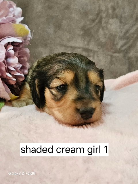 Miniature Dachshund Puppies in Suffolk