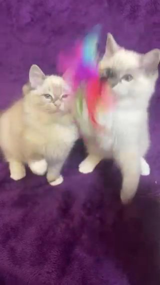 Ragdolls Kittens in Coventry