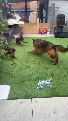 German Shepherd Puppies For Sale in Coventry