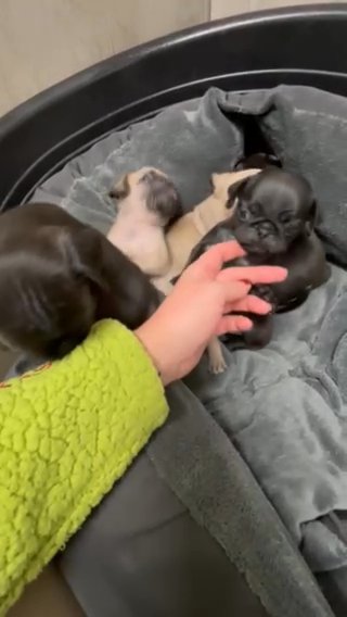 Pug Puppies in Tendring