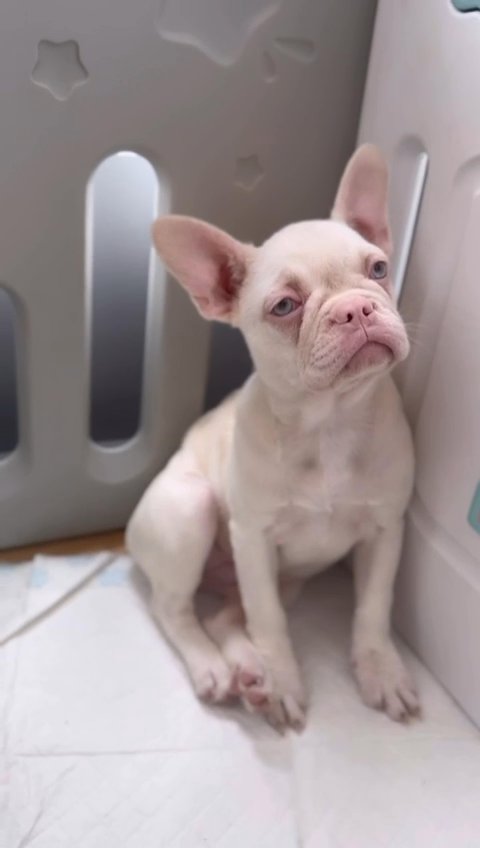 French Bulldogs for Sale in Birmingham