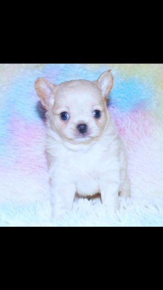 KC REG CREAM LONGCOAT CHIHUAHUA GIRL in North East Lincolnshire