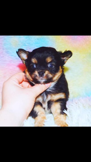 KC REG BLACK TRI LONGCOAT CHIHUAHUA GIRL in North East Lincolnshire