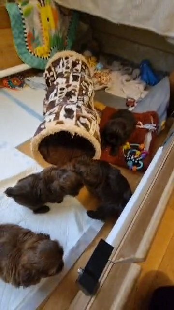 Imperial Shih Tzu in Kingston upon Hull