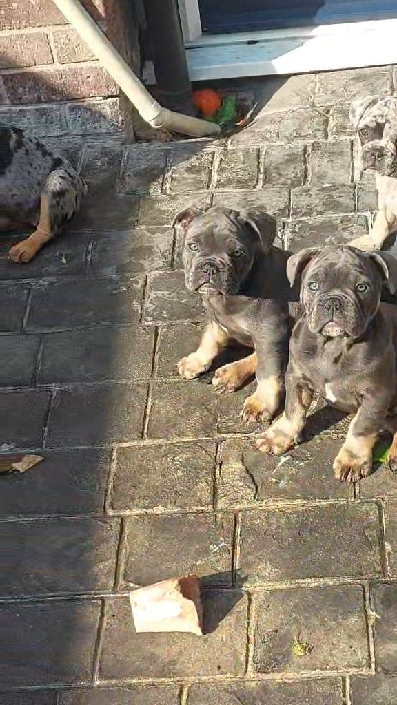 * BLUE BOYS * £600 mini bulls in Warrington