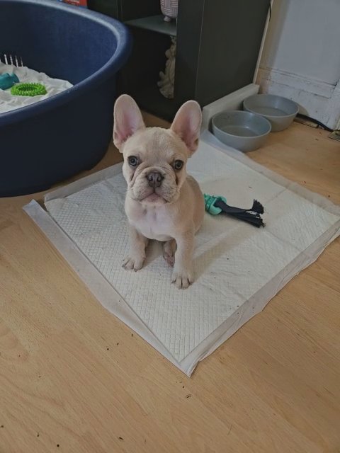 male french bulldog in North Hertfordshire