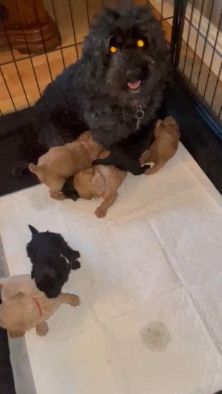 F1b Fluffy Teddy Bear Poochon Puppies in Wakefield