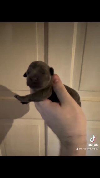 Champion Bloodline Kc Pure Bred Staffordshire Bull Terriers Pups in Bradford