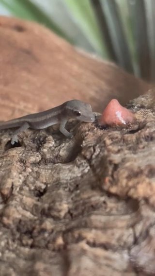 Baby Cameroon Dwarf Geckos in Wolverhampton