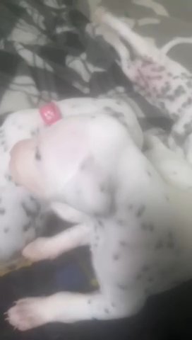 Beautiful Dalmatian Puppies in Bury