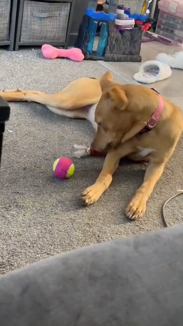 Narla staffy x pup in Newcastle upon Tyne