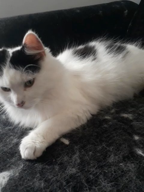 Ronnie the cat in North East Lincolnshire