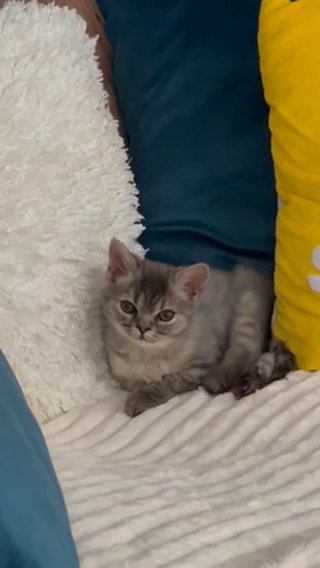Persian Kitten in Colchester
