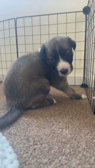 Gorgeous welsh collie X Lurcher bitch in Hereford