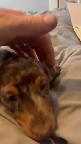 ***Beautiful Miniature Dachshund Pups*** in Hastings