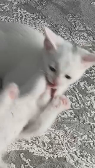 4 Russian White+tabby Mix Kittens Remaining For Sale in London