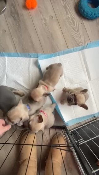 French Bulldogs (fluffy Carriers) in Aberdeenshire