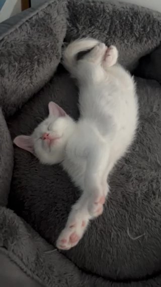 Russian White Female For Sale in London