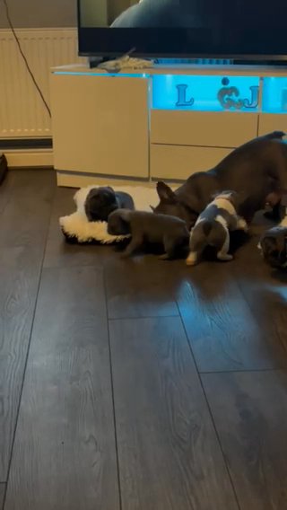 French Bulldog Puppys Now Reduced in Mansfield