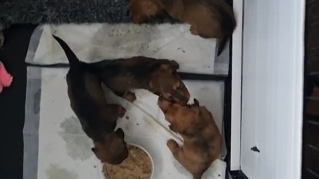 Fantastic long hair dachshunds red in London