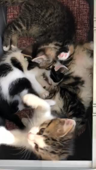 QUALITY KITTENS FOR SALE in London