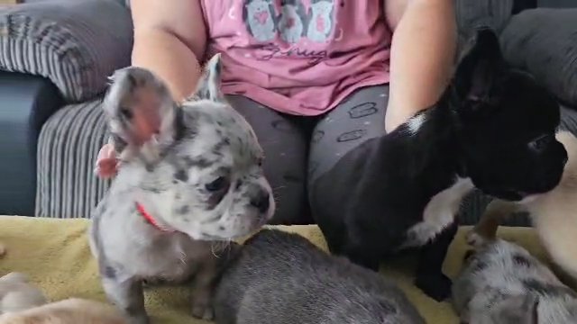 Fluffy C2 Curly French Bulldogs in Birmingham