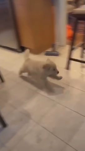 Puppies For Sale in Manchester