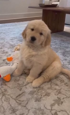 Puppies For Sale in Bromsgrove Worcestershire