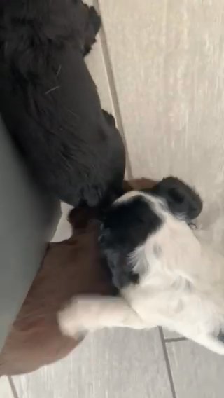sprocker puppies 6weeks old   LV registered dog and bitch is a sprocker in London