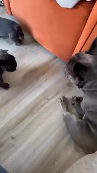 New Puppies With There Dad in Leeds