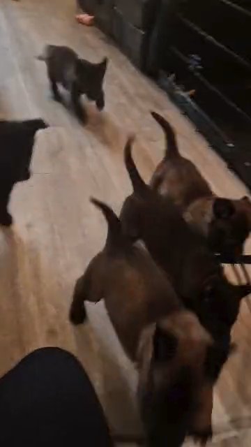 READY TO GO! KC REGISTERED BELGIAN MALINOIS PUPPIES in West Norfolk